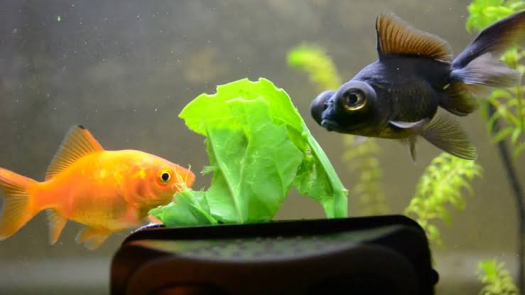 Goldfish