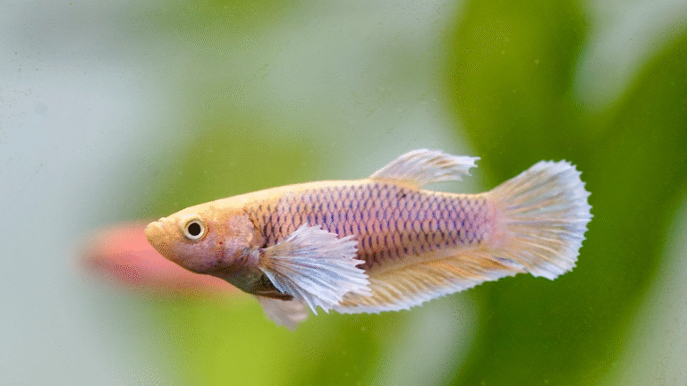 Female Betta Fish