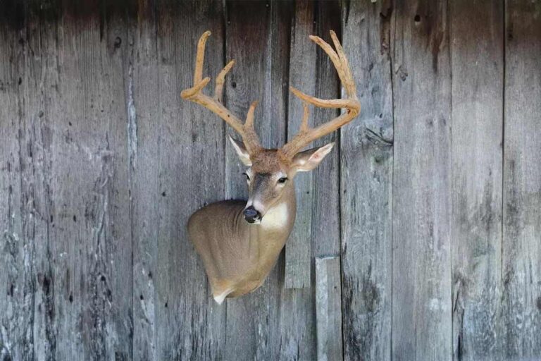 Deer Statue