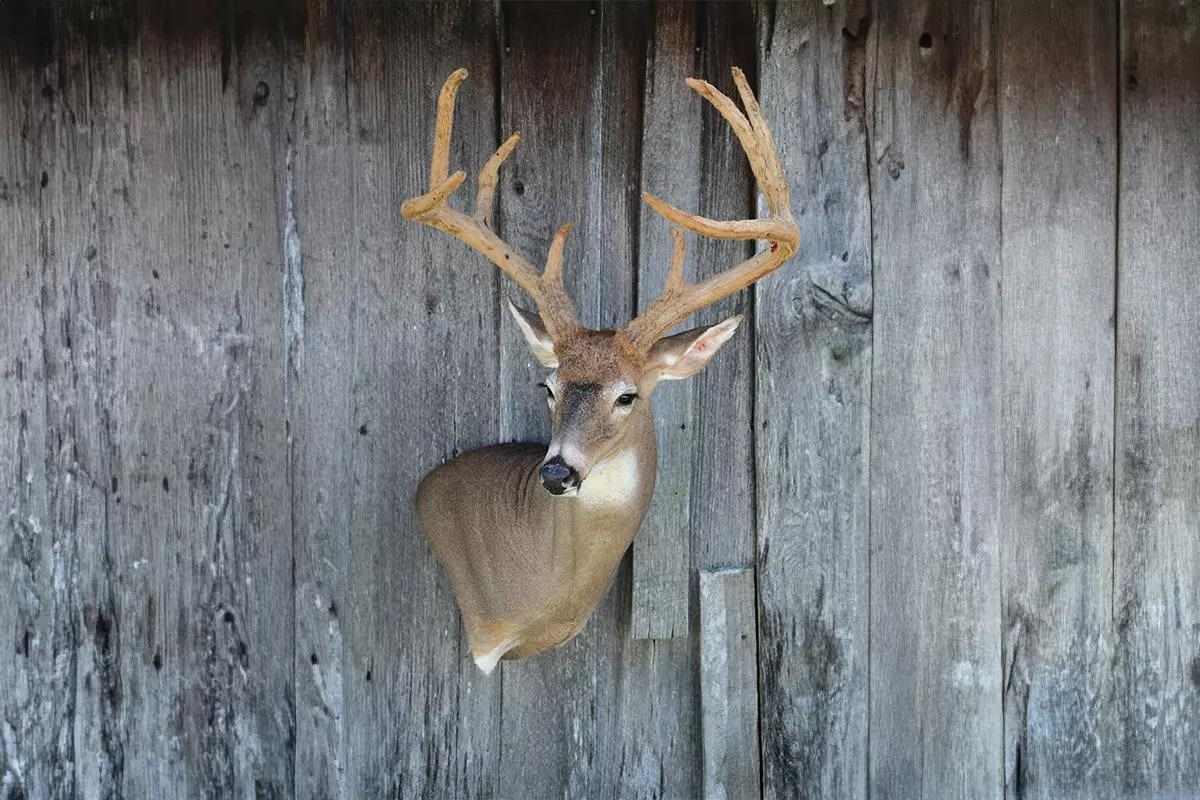 Deer Statue