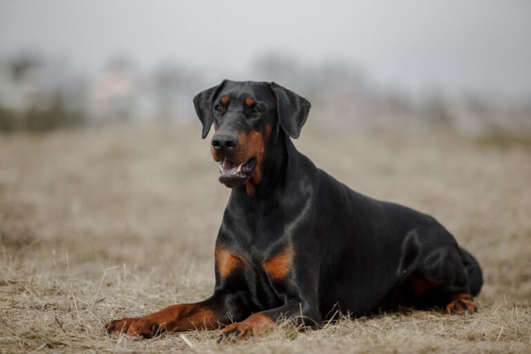 doberman biting force
