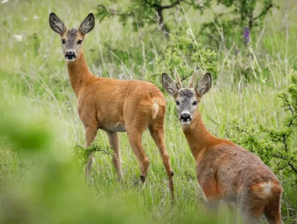Viltnemnda Explained: How Norway’s Local Wildlife Boards Keep Nature in Balance